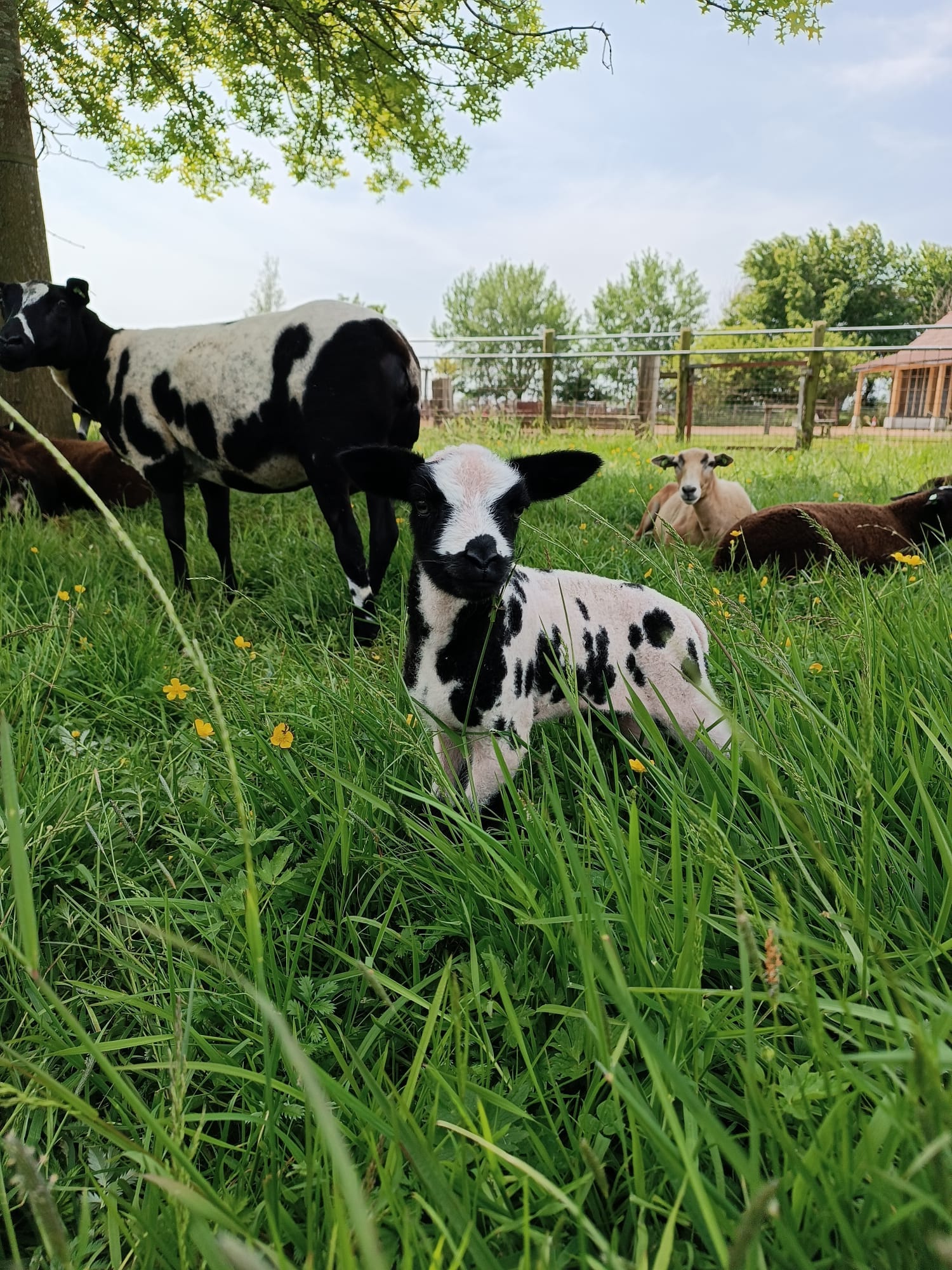 Kinderboerderij geitjes