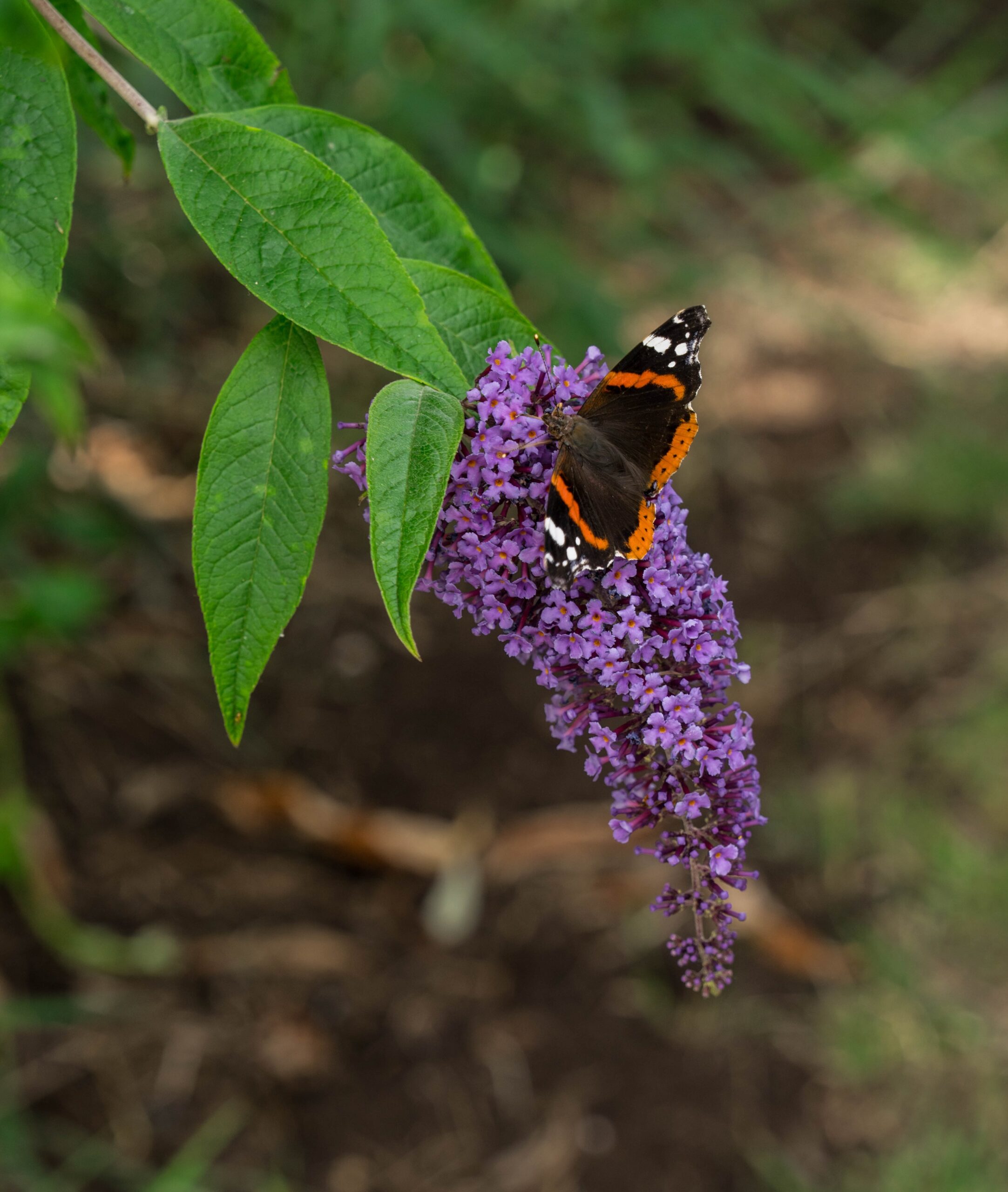 Vlinderstruik blotevoetenpad